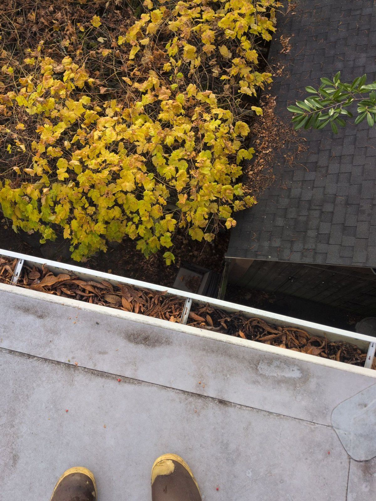 Gutter along a flat roof in Wallingford packed with brown fallen leaves, a technician's boots at the roof edge and a small maple in yellow autumn leaf below