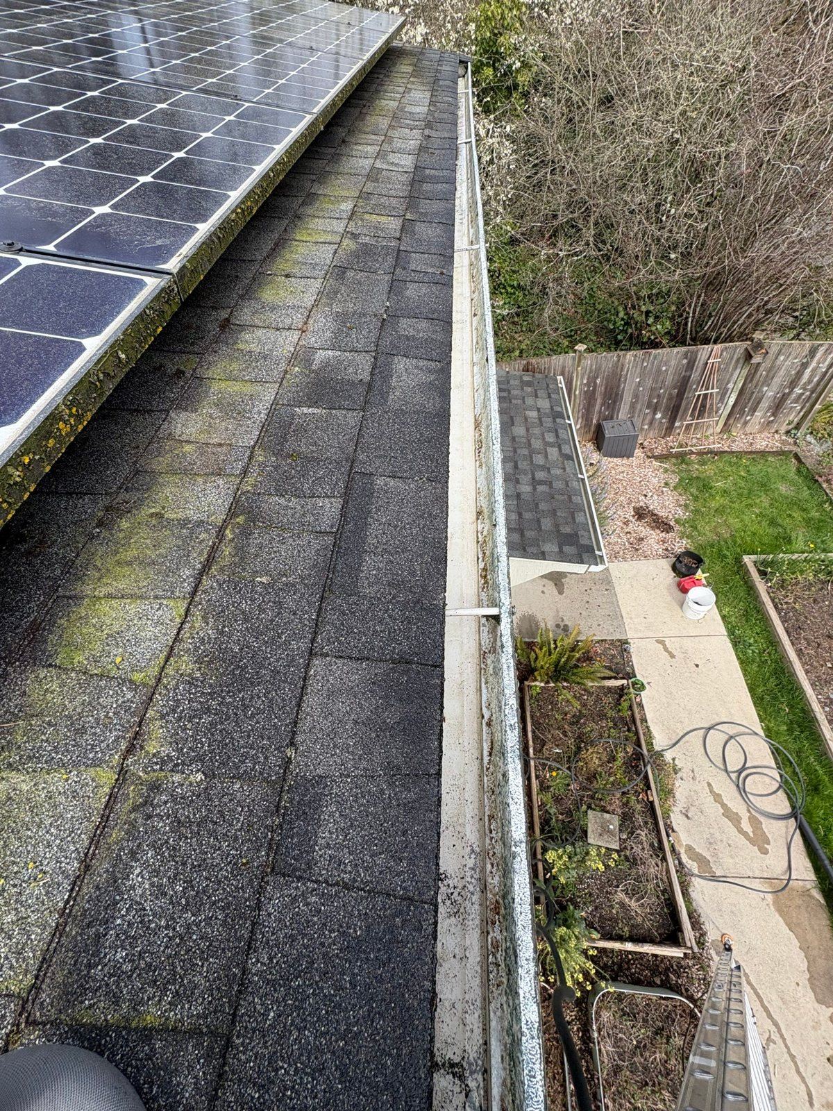 Solar panels at the edge of a Rainier Valley roof with grime on the glass, green algae streaks running down the shingles beside them and a debris-filled gutter, with raised garden beds and a ladder in the yard below