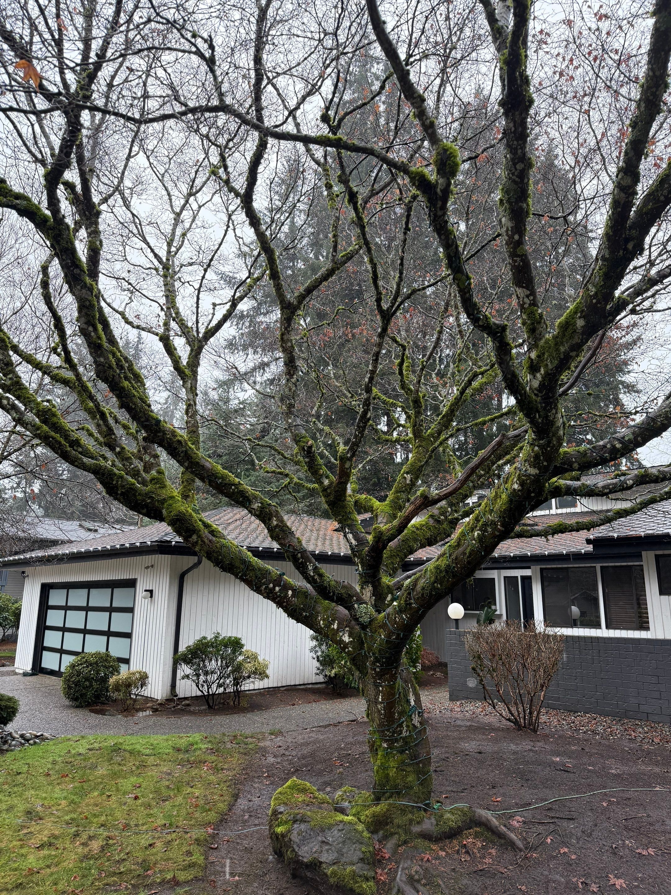 Renova Exteriors service in Renton