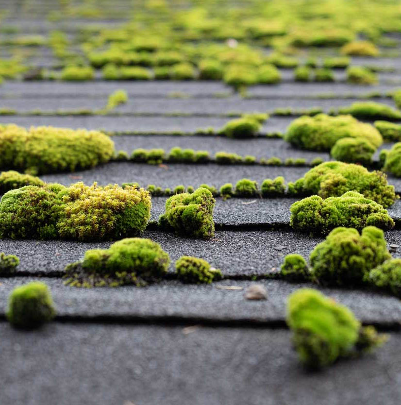 moss removal seattle