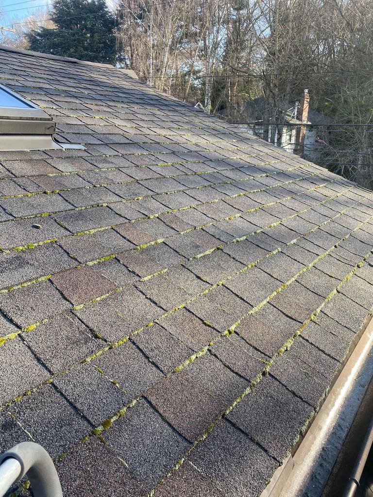 roof moss cleaning