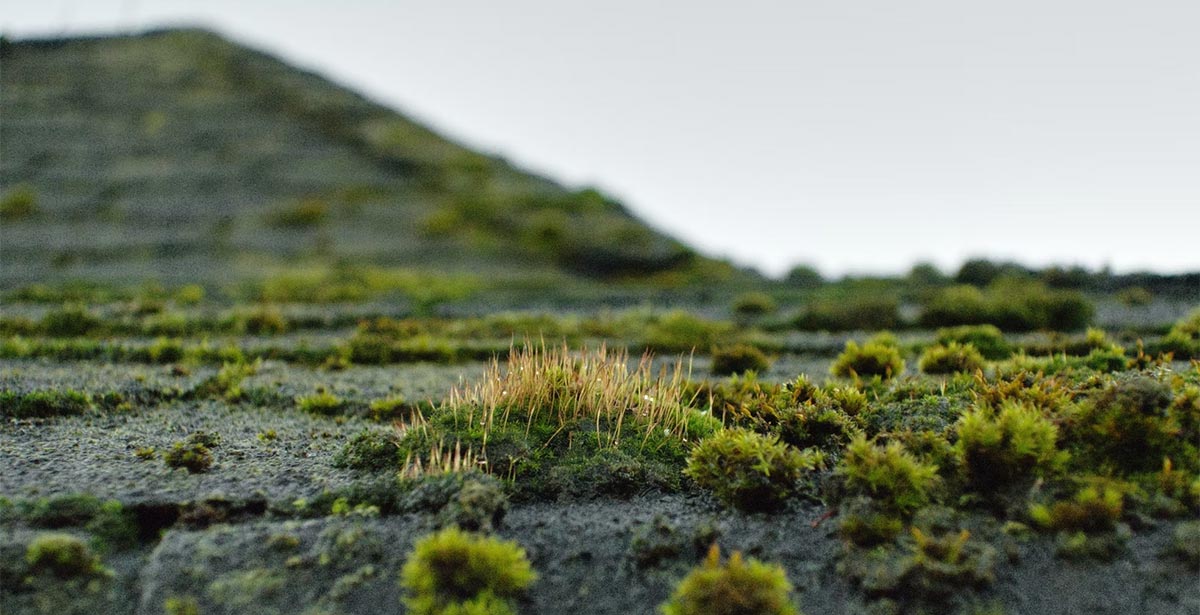 moss on roofs seattle